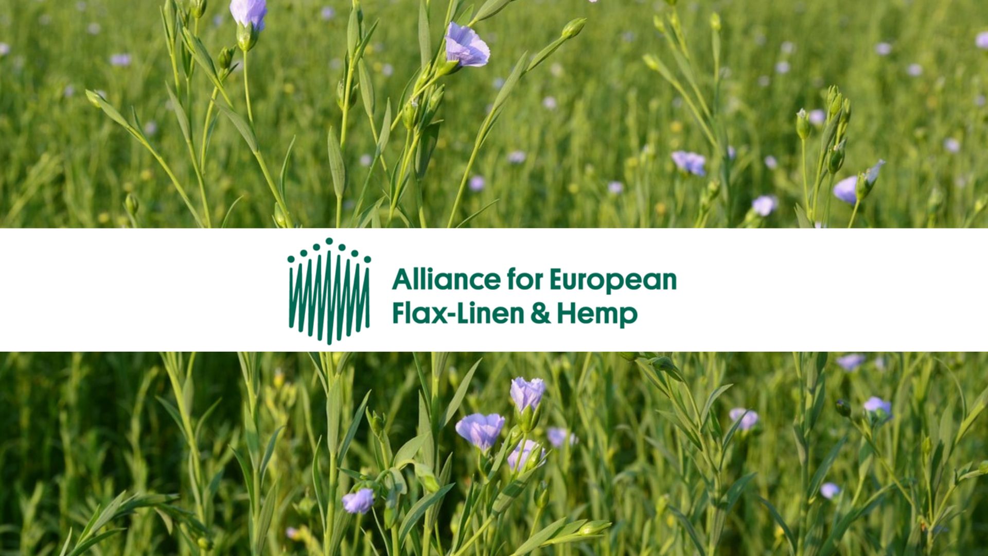 European Flax Linen—Responsible Cultivation, Superior Know-How With A  Sustainable And Transparent Supply Chain — TEXINTEL